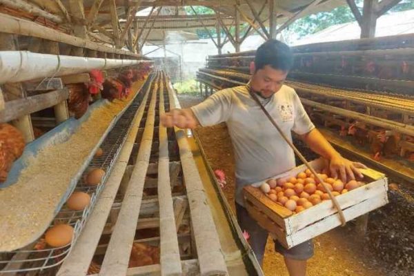 Gambar 1 Tampilan kandang ayam kampung semi-intensif (Sumber ...