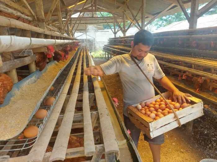 Gambar 1 Tampilan kandang ayam kampung semi-intensif (Sumber ... Gambar 1 Tampilan kandang ayam kampung semi-intensif (Sumber ...