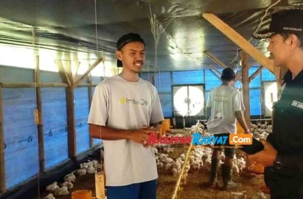 FOTO: Harga Ayam Kampung Tembus Rp350 Ribu per Ekor Jelang Idul Adha 1442 H