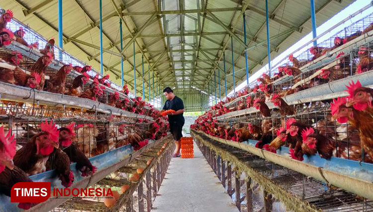 Pengen ternak ayam petelur tapi masih ragu ? simak divideo yaa atau ... Ternak ayam petelur di Pahunga Lodu, Sumba Timur