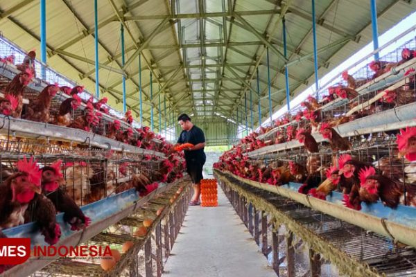 Ternak ayam petelur di Pahunga Lodu, Sumba Timur