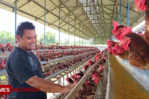 ayam petelur jantan - YouTube