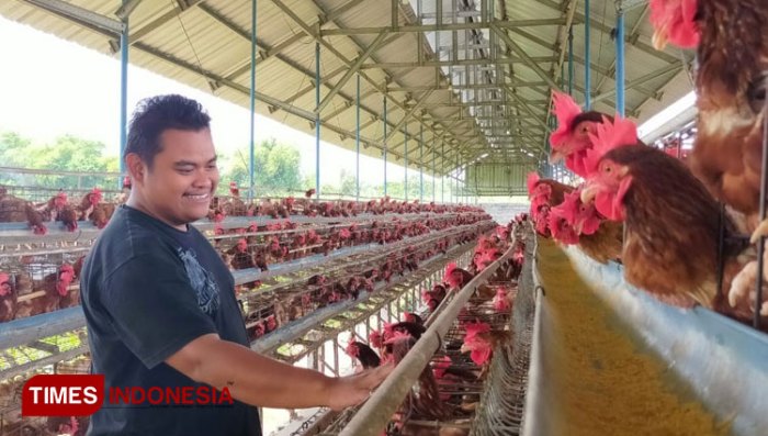 ayam petelur jantan - YouTube