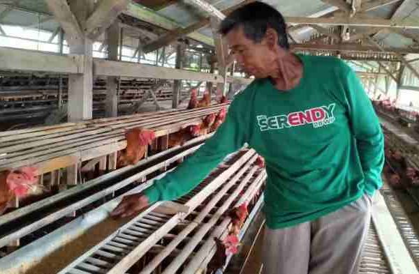 Ternak ayam petelur di Paramasan, Banjar