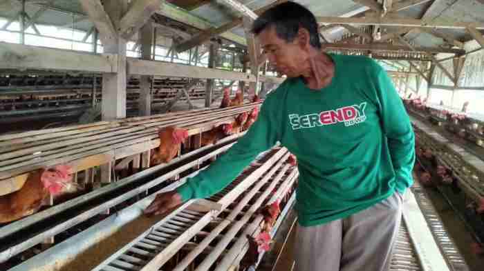 Ternak ayam petelur di Paramasan, Banjar