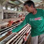 Ternak ayam petelur di Tanjung Senang, Kota Bandar Lampung