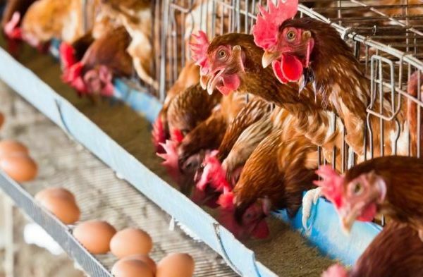 Ayam merah petelur di Caringin, Sukabumi