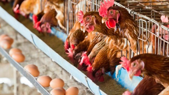 Cara Peternak Ayam Petelur Meraih Kesuksesan dalam Bisnis Ayam merah petelur di Cicurug, Sukabumi