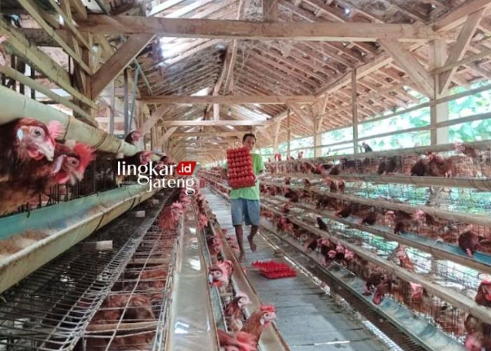Peternak Ayam Petelur di Kendal Menjerit, Biaya Pakan dan Harga Telur ... Peternak Ayam Petelur di Kendal Menjerit, Biaya Pakan dan Harga Telur ...