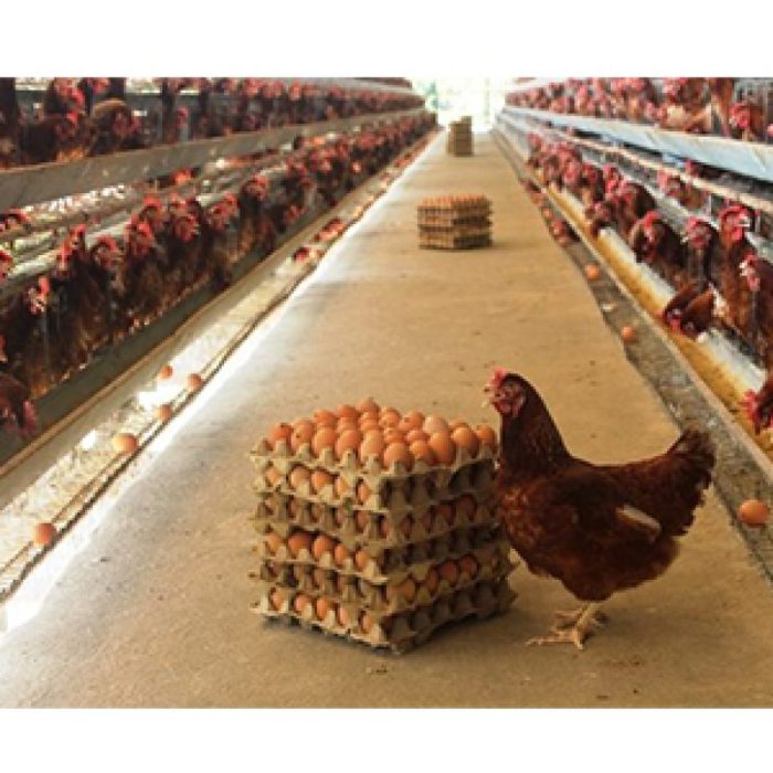 Peternak Ayam Petelur di Kota Malang Merugi, Ini Penyebabnya | Teras Jatim Peternak Ayam Petelur di Kota Malang Merugi, Ini Penyebabnya | Teras Jatim