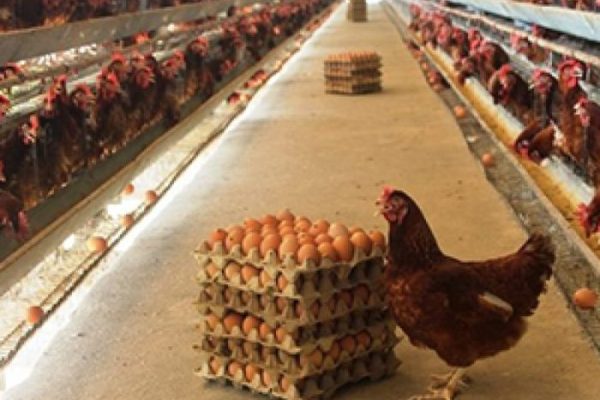 Ternak ayam petelur di Kambu, Kota Kendari