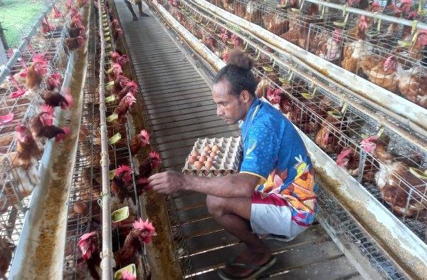 Ayam petelur jantan di Bayang, Kabupaten Pesisir Selatan
