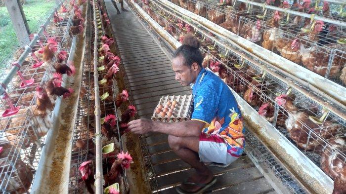 Ternak ayam petelur di Patimpeng, Bone