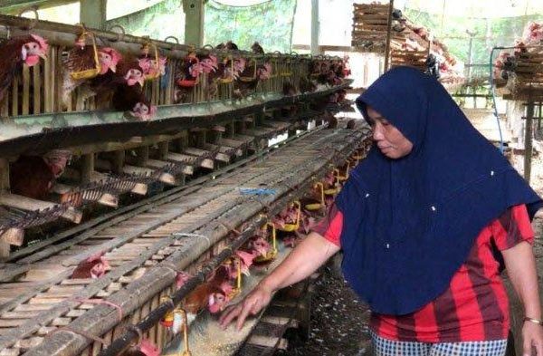 Melihat Peternakan Ayam Petelur Omega3 di Kabupaten Gowa