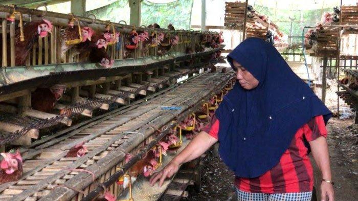 Melihat Peternakan Ayam Petelur Omega3 di Kabupaten Gowa Melihat Peternakan Ayam Petelur Omega3 di Kabupaten Gowa