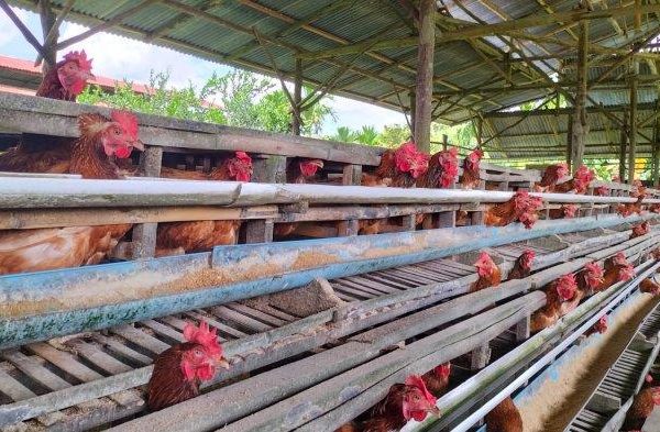 Ayam merah petelur di Jambi Timur, Kota Jambi