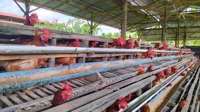 Ayam merah petelur di Jambi Timur, Kota Jambi