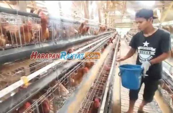 Ayam merah petelur di Sukaratu, Tasikmalaya