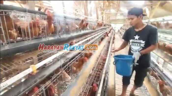 Jual Ayam merah petelur umur 14minggu | Shopee Indonesia Ayam merah petelur di Sukaratu, Tasikmalaya