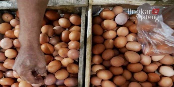 Peternakan ayam kampung di Kendal, Kab. Kendal