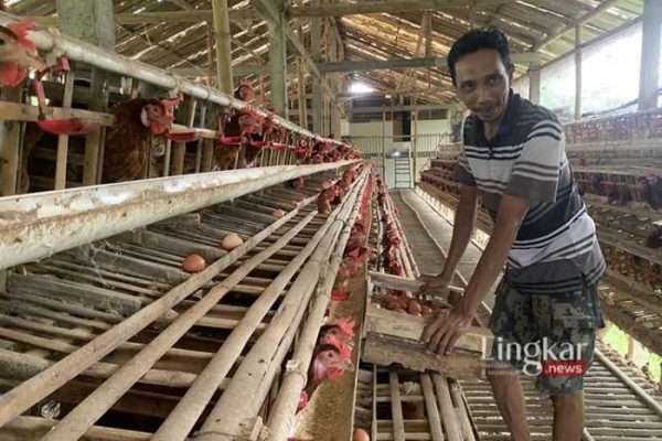 Ayam ternak di Dawe, Kudus