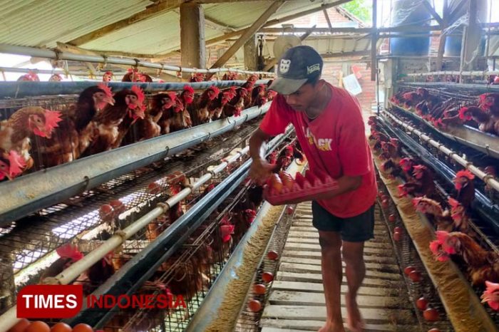 Ternak ayam petelur di Sokan, Melawi