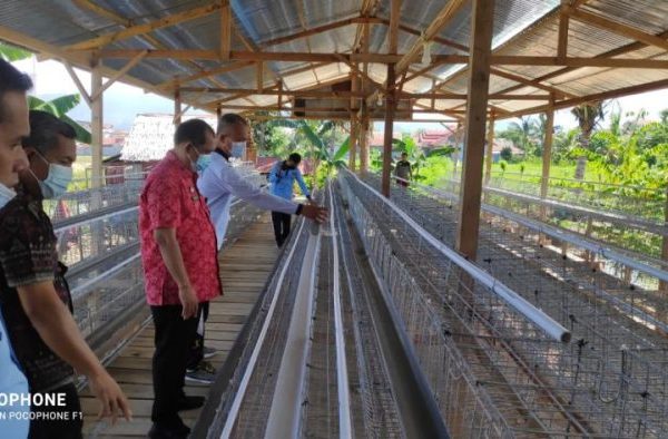 Rintis Peternakan Ayam Petelur Secara Modern - mandarnesia.com