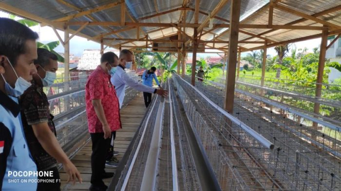 Rintis Peternakan Ayam Petelur Secara Modern - mandarnesia.com Rintis Peternakan Ayam Petelur Secara Modern - mandarnesia.com