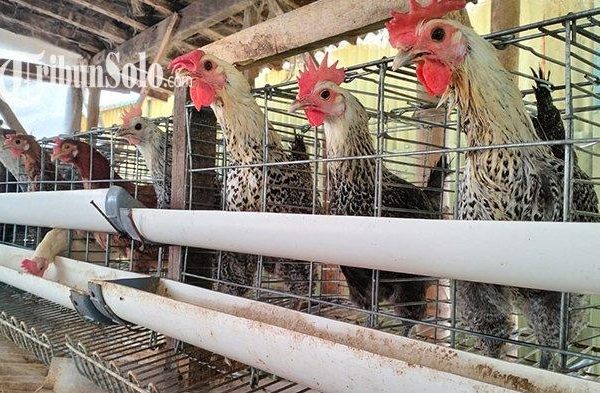 PETERNAKAN AYAM KAMPUNG DI PEGUNUNGAN | TOTAL AYAM SEBANYAK KURANG ...