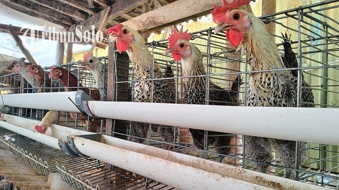 Budidaya ternak ayam di Polokarto, Sukoharjo