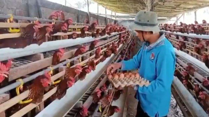 Ayam layer di Gunung Tujuh, Kabupaten Kerinci