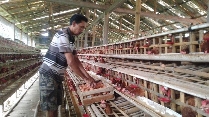 Teluk Wondama Prioritaskan Budidaya Ayam Petelur: Solusi Pangan dan ... Ayam petelur jantan di Tanjuang Baru, Kabupaten Tanah Datar