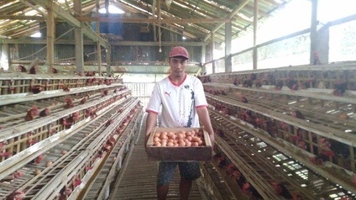 ANALISIS KELAYAKAN PENDIRIAN PABRIK PAKAN TERNAK AYAM RAS PETELUR DAN ...