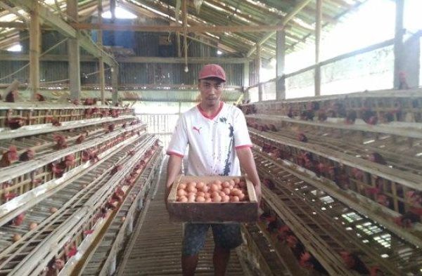 Ternak ayam petelur di Gisting, Tanggamus
