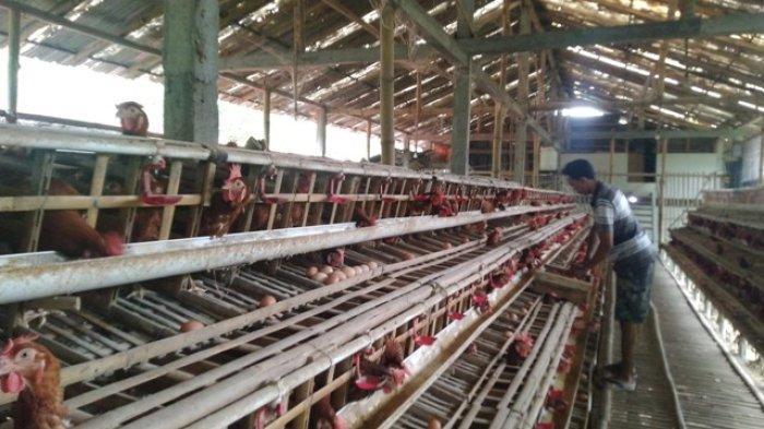 Model Kandang Ayam Petelur, Apa Saja Jenisnya ? HOBI TERNAK Ternak ayam petelur di Oridek, Kab. Biak Numfor
