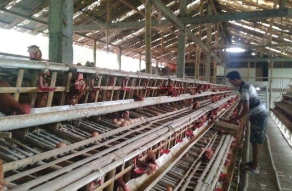 Ternak ayam petelur di Oridek, Kab. Biak Numfor