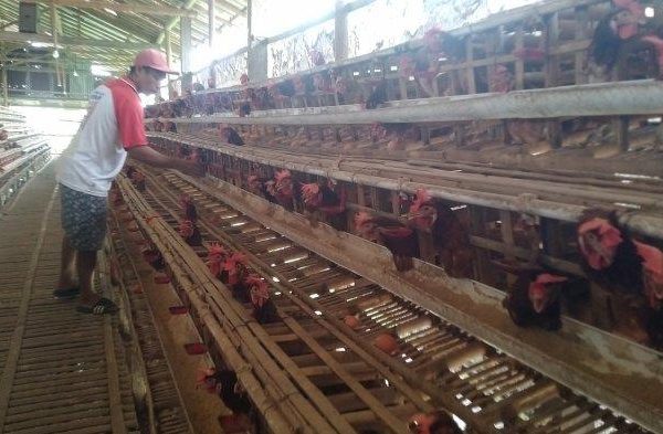 Ternak ayam petelur di Pija, Kab. Nduga