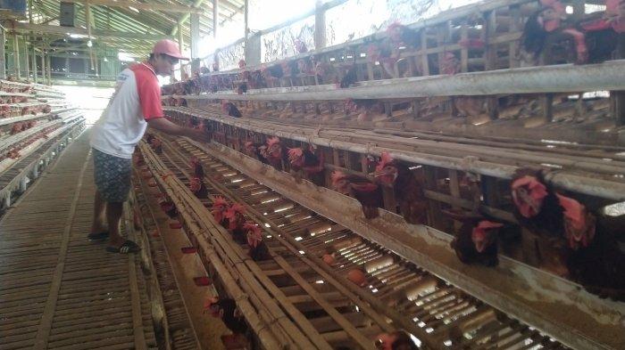 Ternak ayam petelur di Sukamaju, Luwu Utara