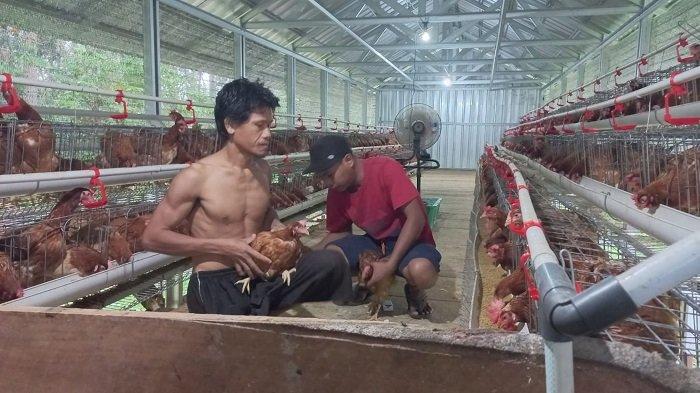Ternak ayam kampung di Tapin Utara, Tapin