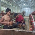 Populasi Ayam Petelur Di Jatim 52,9 Juta ekor, 28 Persen Dari Populasi ...