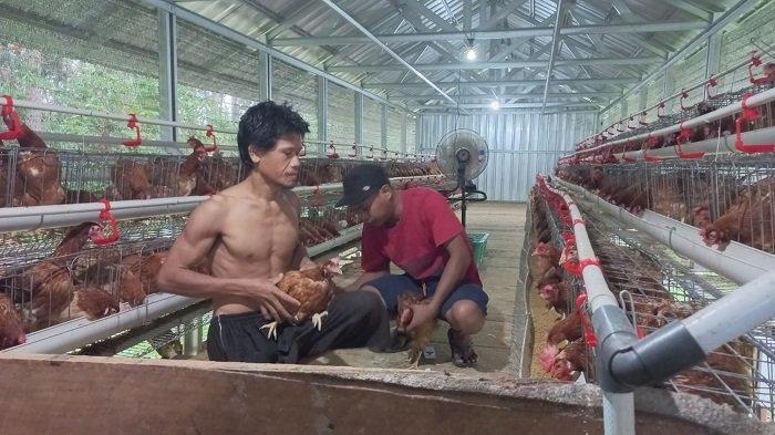 Peternakan ayam petelur di indonesia Peternakan ayam petelur di indonesia