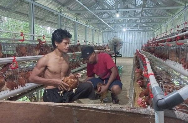 Ternak ayam petelur di Sungai Pinang, Banjar