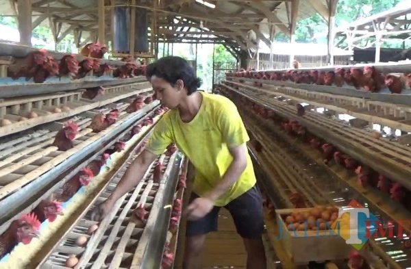 Peternakan ayam petelur terdekat di Kokap, Kulon Progo
