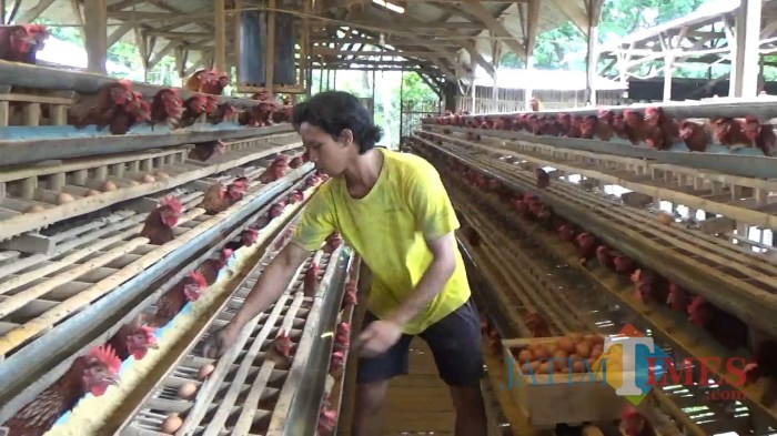 Peternakan ayam petelur terdekat di Kokap, Kulon Progo