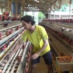 Manajemen Peternakan Ayam Petelur - Peternakan Impian