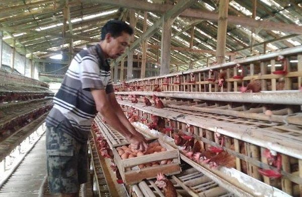 Ternak Ayam Kampung - Peternakan Hewan Besar, Sedang dan Kecil