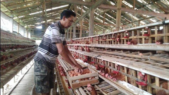 Ternak Ayam Kampung - Peternakan Hewan Besar, Sedang dan Kecil Ternak Ayam Kampung - Peternakan Hewan Besar, Sedang dan Kecil