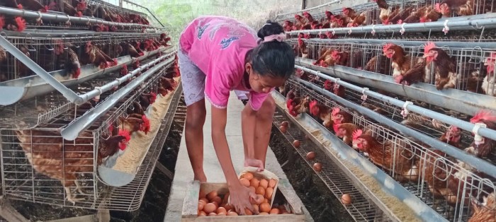 H-10 Lebaran, Peternak Ayam Petelur Kota Batu Mengeluh dan Meratapi Nasib