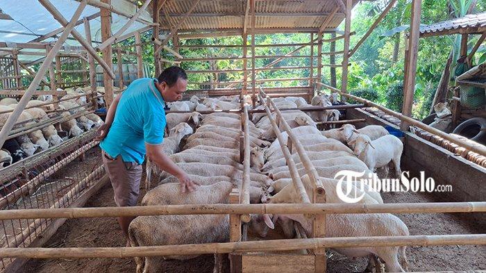 Ayam ternak di Ngadirojo, Wonogiri