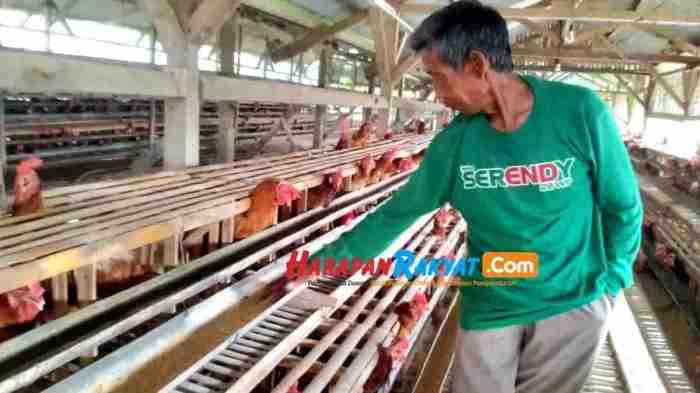 Beternak Ayam Petelur Sukses: TAHAPAN PETERNAKAN AYAM PETELUR Ternak ayam petelur di Banjarbaru Utara, Kota Banjarbaru